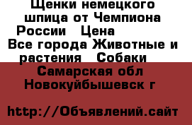 Щенки немецкого шпица от Чемпиона России › Цена ­ 50 000 - Все города Животные и растения » Собаки   . Самарская обл.,Новокуйбышевск г.